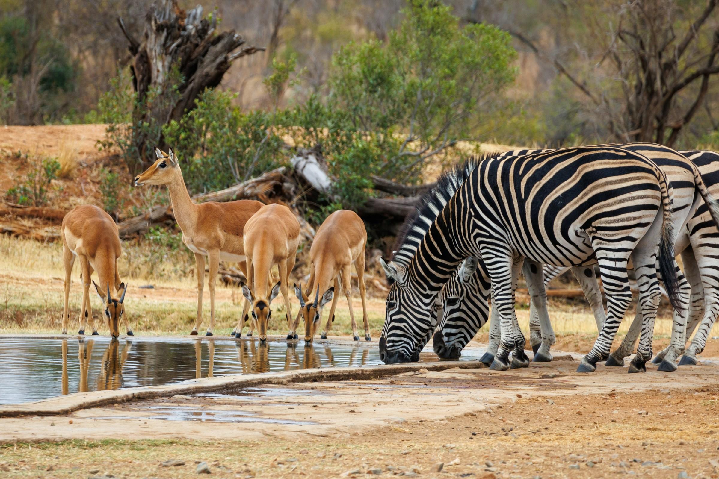 Kruger National Park